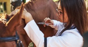 Make an injection. Female vet examining horse outdoors at the farm at daytime
