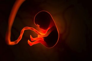 The development of a human embryo inside the womb during pregnancy. Little baby 3d illustration