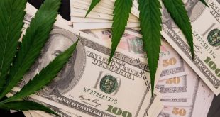The cannabis plant on US dollars. Money with marijuana leaves.