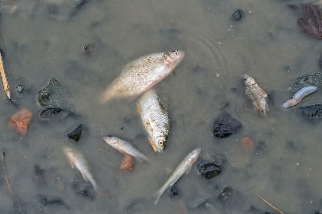 A dead fishes at the bottom of the pond