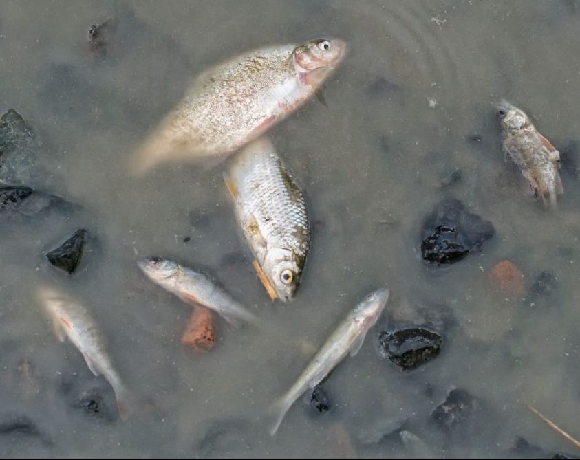 A dead fishes at the bottom of the pond