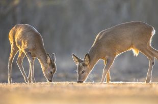 Two Roe deer on clearing