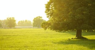 A field on which grows one beautiful tall oak tree, a summer landscape in sunny warm weather.