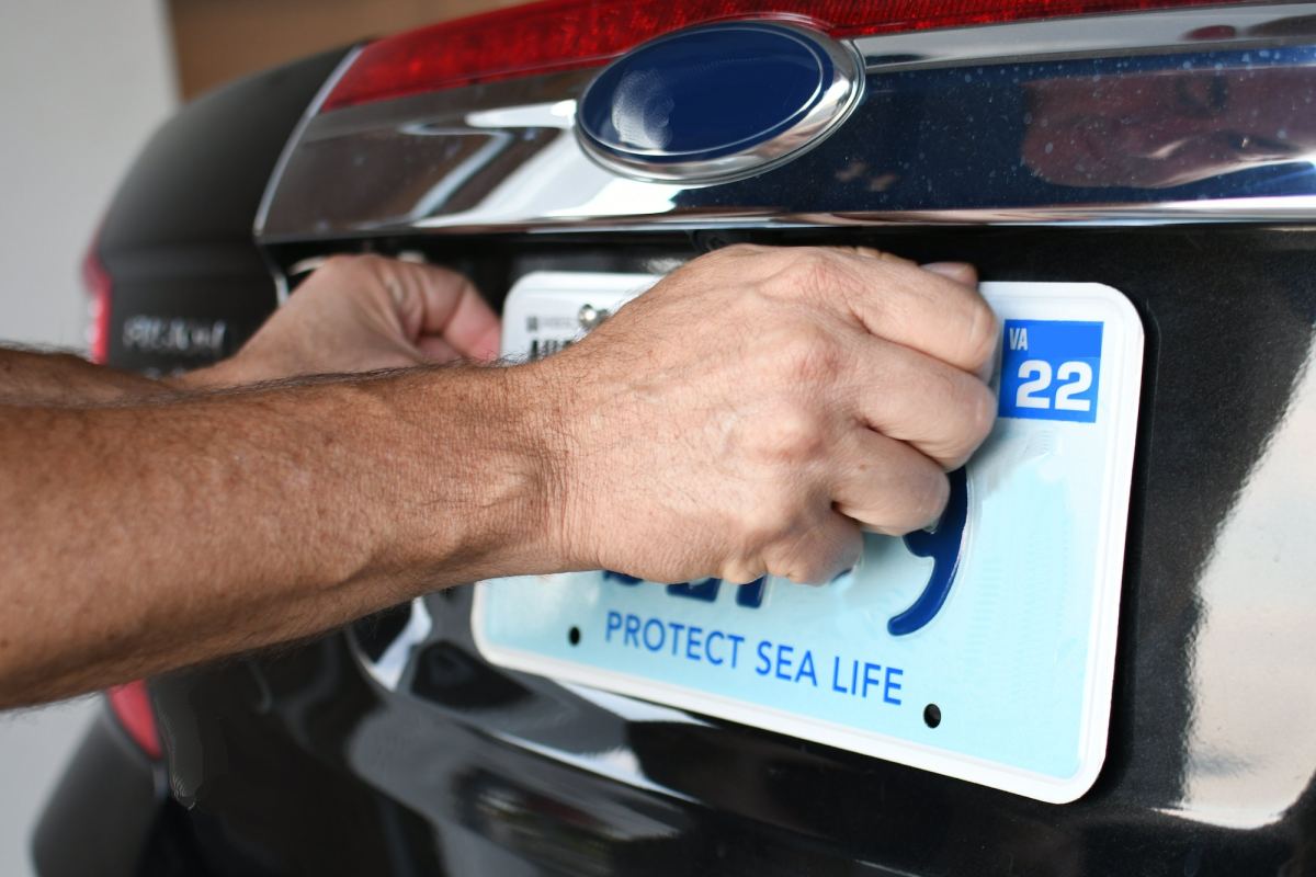 Attaching a vehicle registration license plate to a car so it is legal to drive on the road.