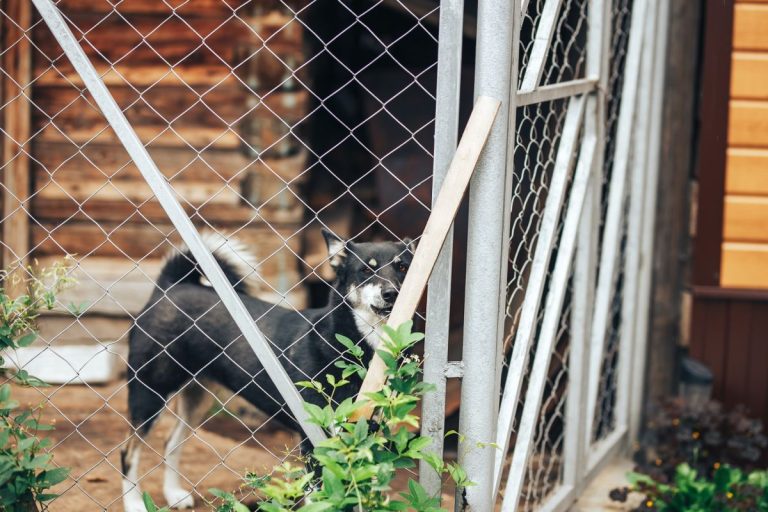 black dog mongrel sad sitting in a cage in a dog kennel aviary