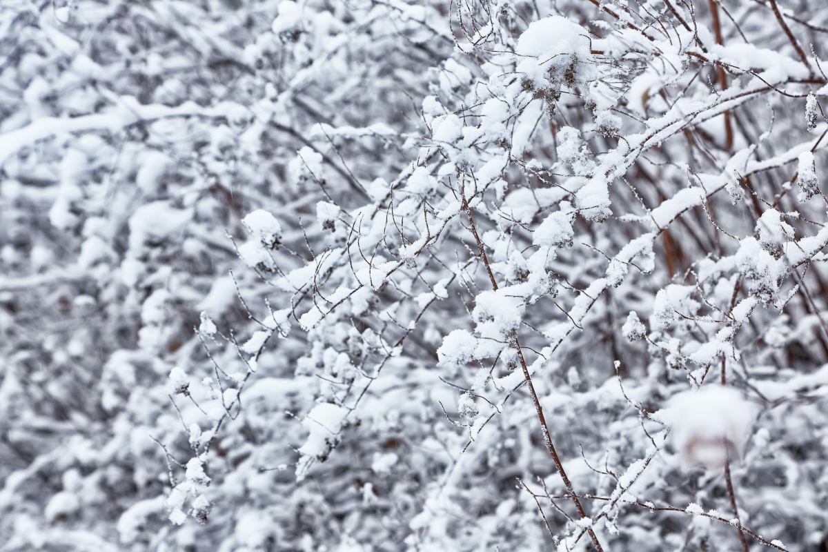 snow on the branches while snowing