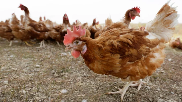 chickens