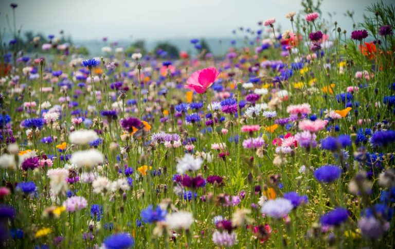 wildflowers