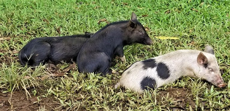 wild animals! feral hogs!