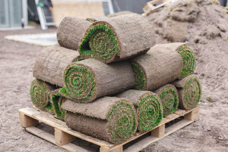 unrolling sod for a new lawn. laying the lawn. rolls of grass lawn