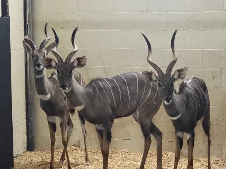 kudu trio