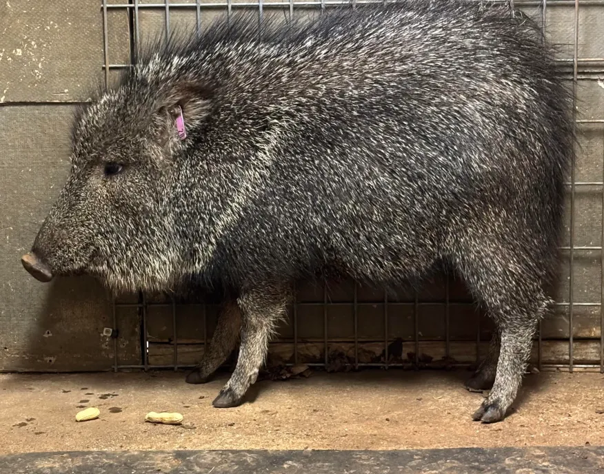 relish the peccary