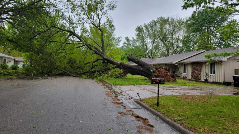tree uprooted 4 29 25
