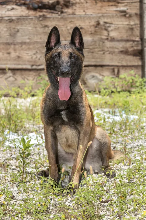 spd ronin police dog 1
