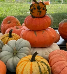 pumpkin