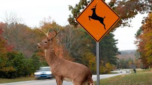 deer