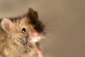 swiss,(house),mice,(mus,musculus),constantly,accompanies,to,human,(synanthropes)